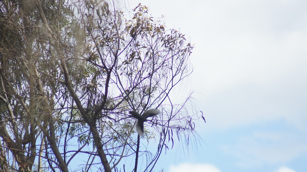 Cuco Flabeliforme - ML642696350