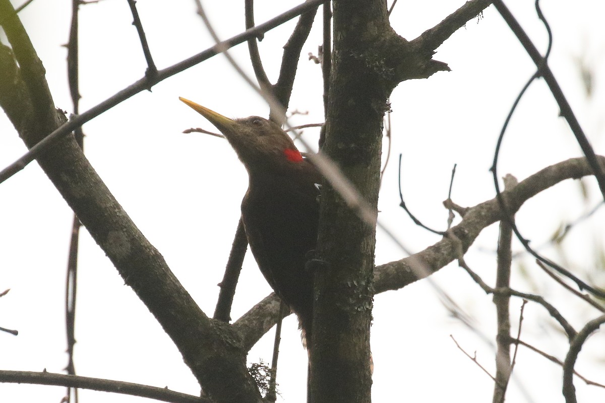 Bay Woodpecker - ML642696356