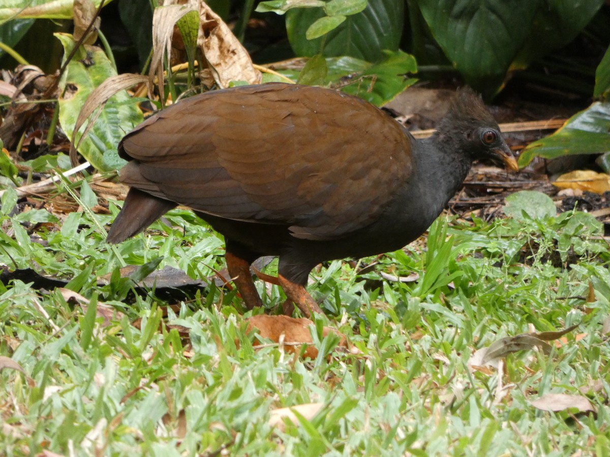 Reinwardt Megapodu - ML642696364
