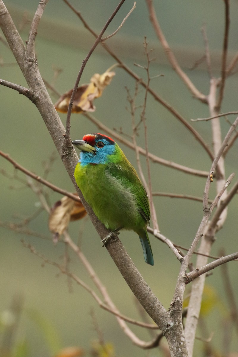 Mavi Boğazlı Barbet - ML642696379