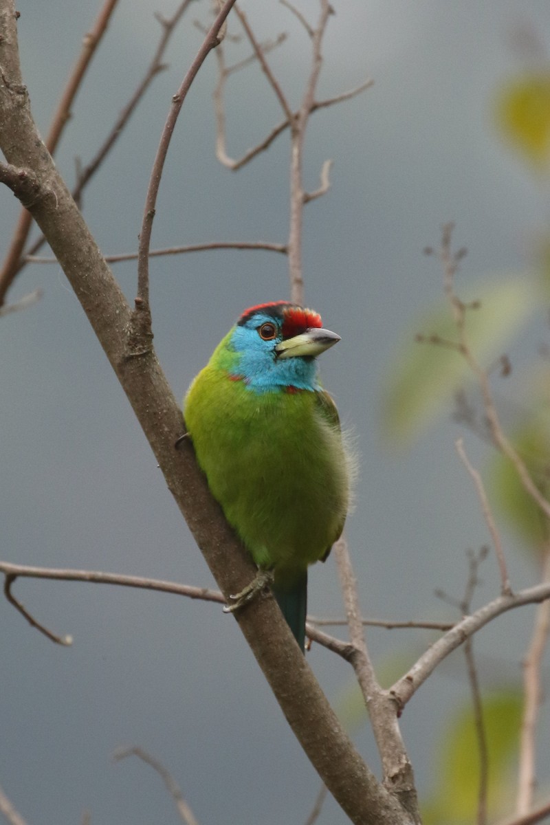 Mavi Boğazlı Barbet - ML642696381