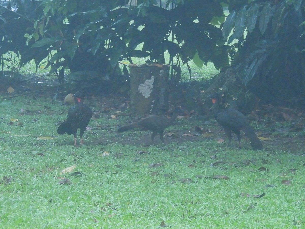 Tepeli Guan - ML642696388