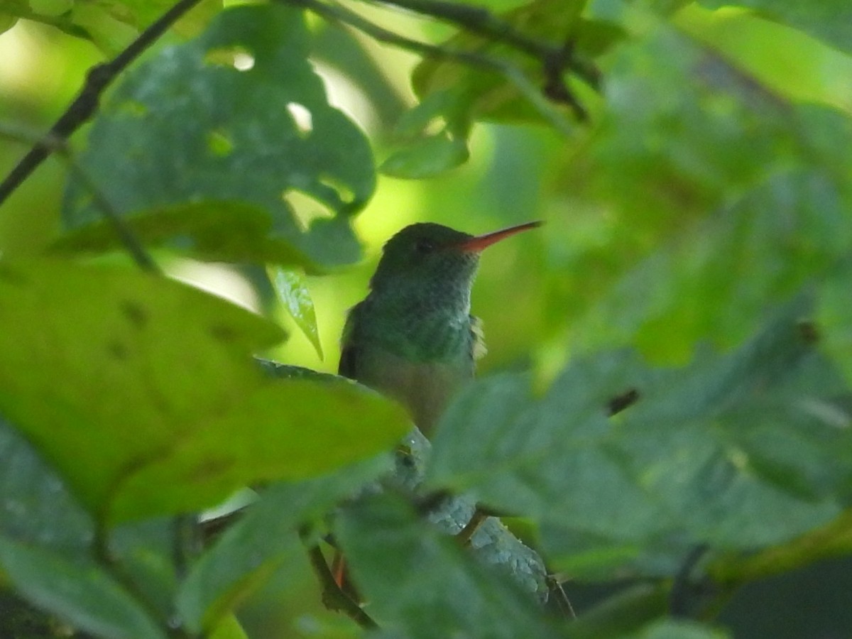 Rufous-tailed Hummingbird - ML642696397
