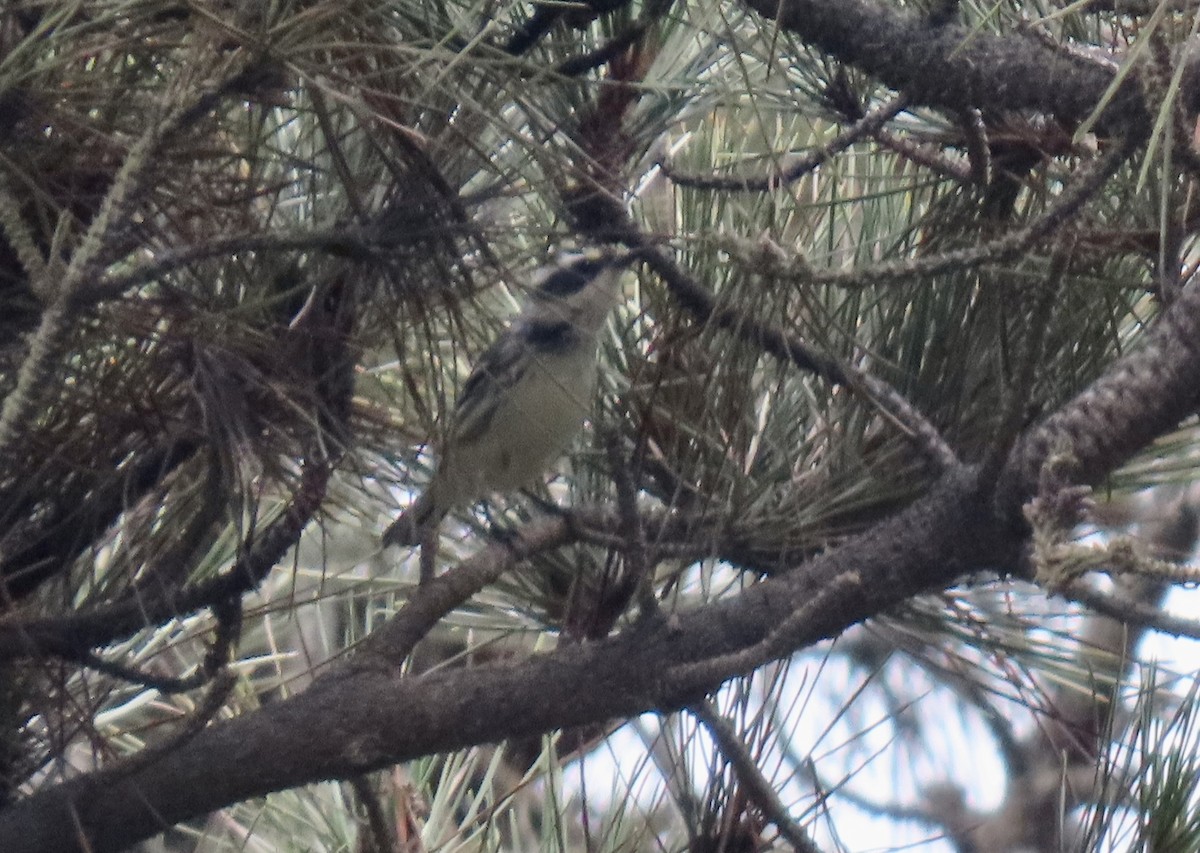 Black-throated Gray Warbler - ML642696398