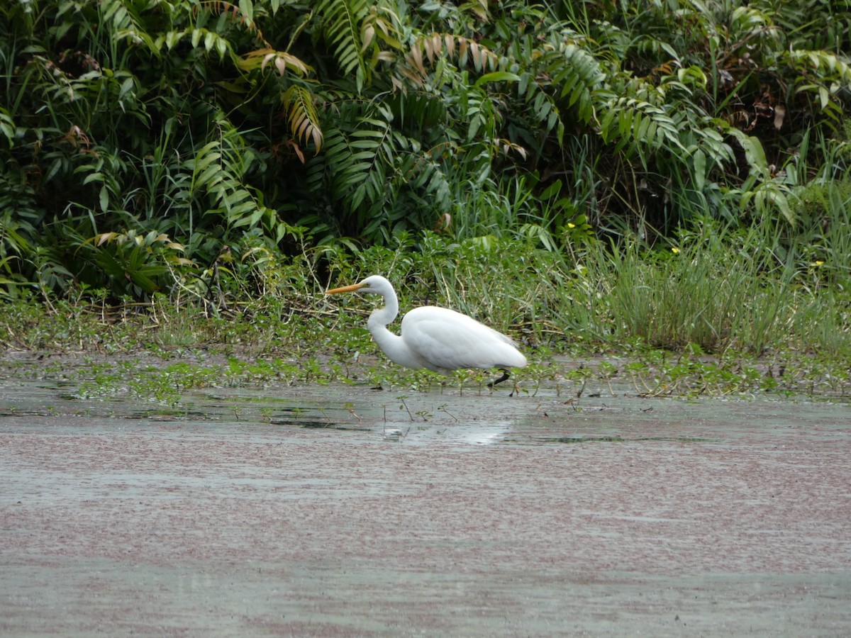 Great Egret - ML642696399