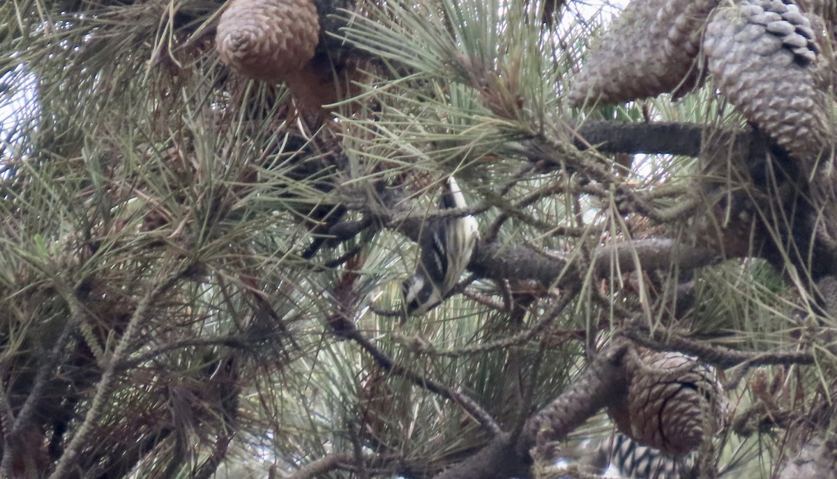 Black-throated Gray Warbler - ML642696401