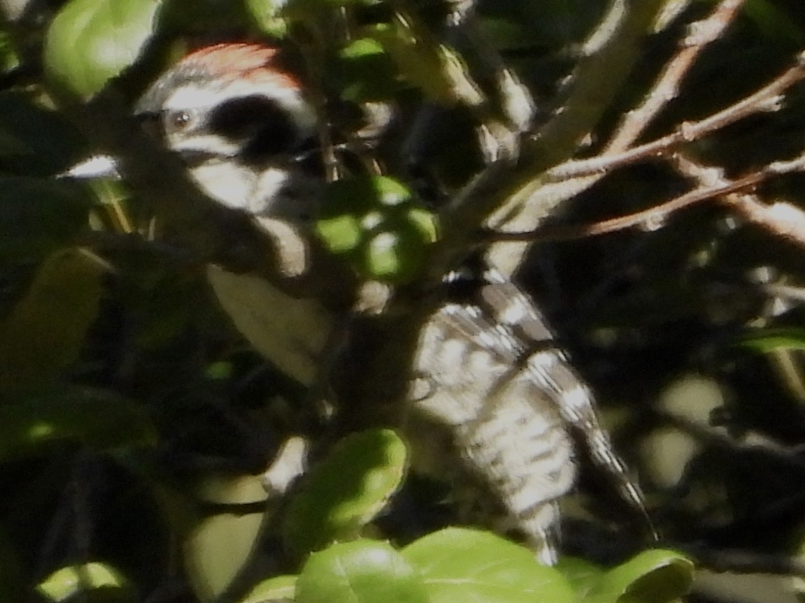 Nuttall's Woodpecker - ML642696403