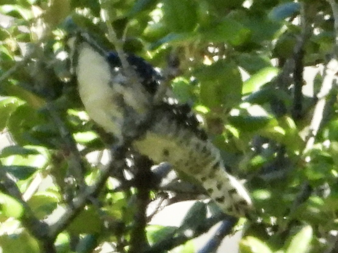 Nuttall's Woodpecker - ML642696405