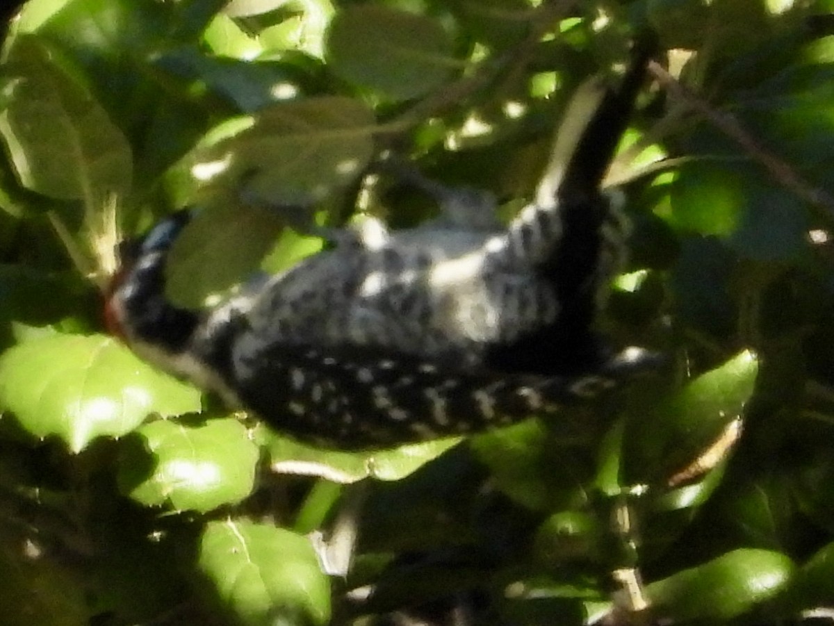 Nuttall's Woodpecker - ML642696406