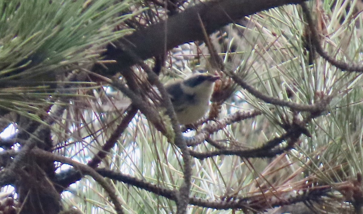 Black-throated Gray Warbler - ML642696408