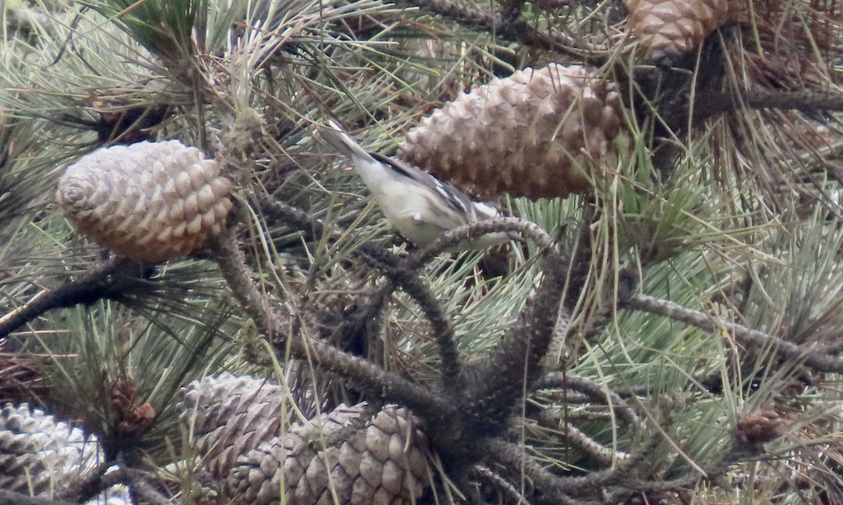 Black-throated Gray Warbler - ML642696409