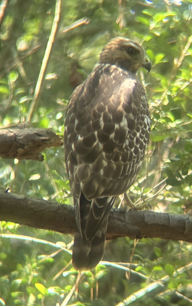 Red-shouldered Hawk - ML642696411