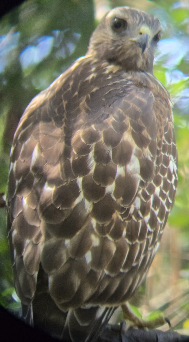 Red-shouldered Hawk - ML642696413