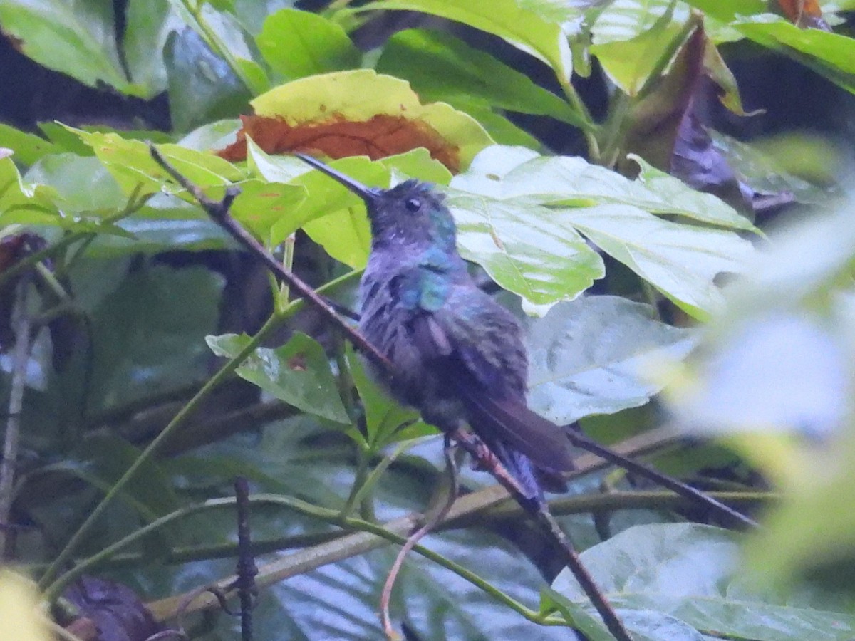 Blue-chested Hummingbird - ML642696414