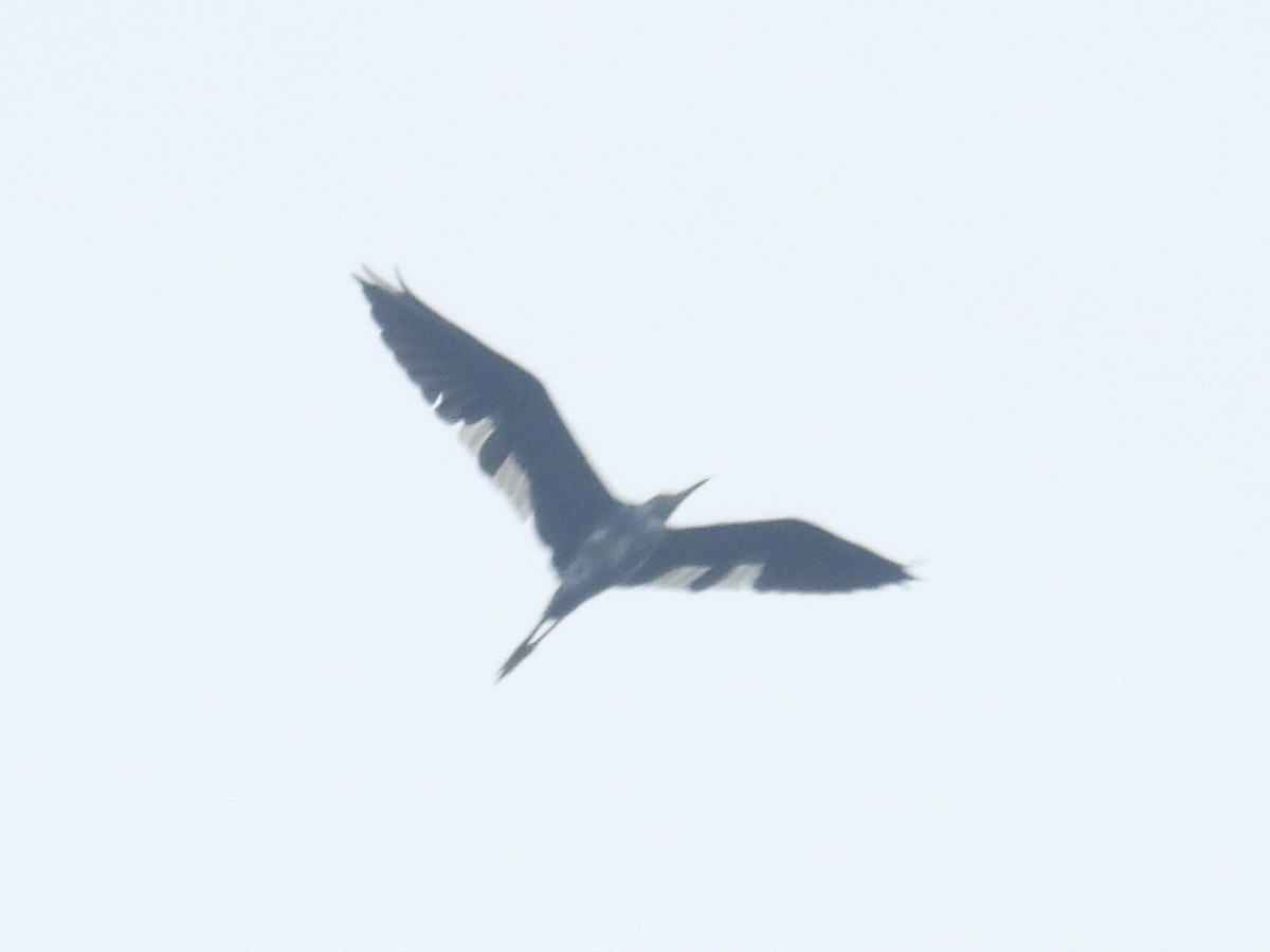 Little Blue Heron - ML642696415