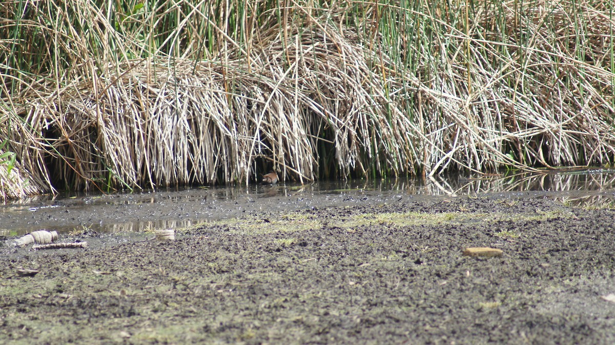 Spotless Crake - ML642696416