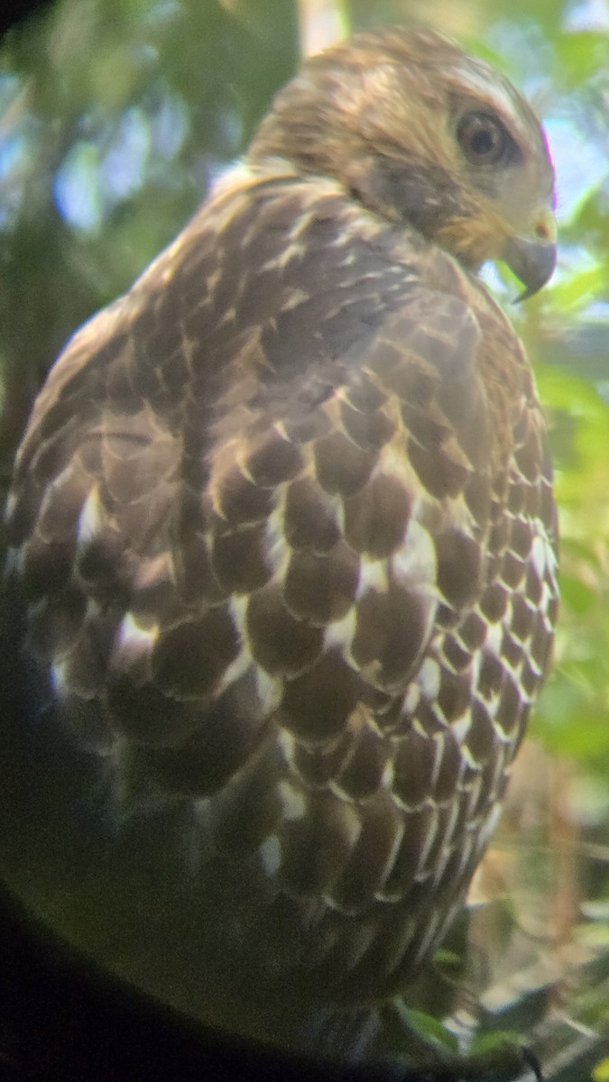Red-shouldered Hawk - ML642696417