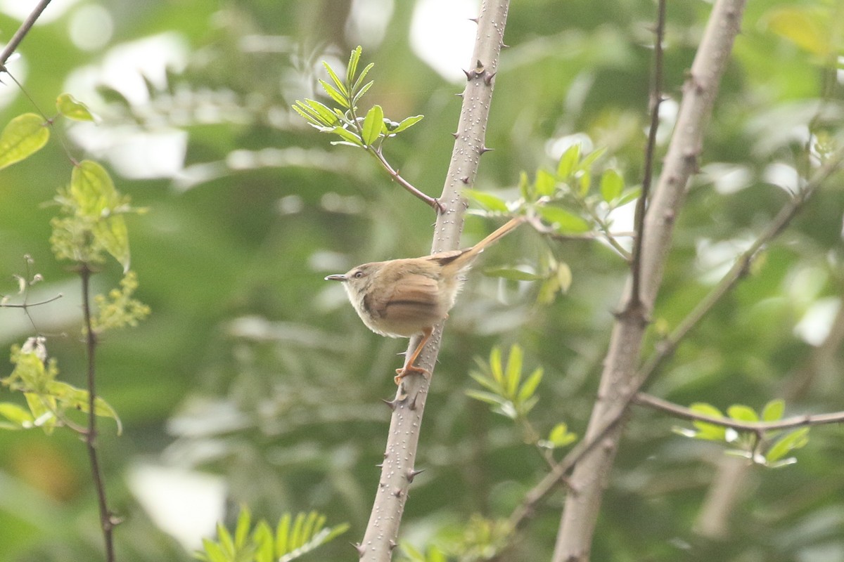 Himalayan Prinia - ML642696418
