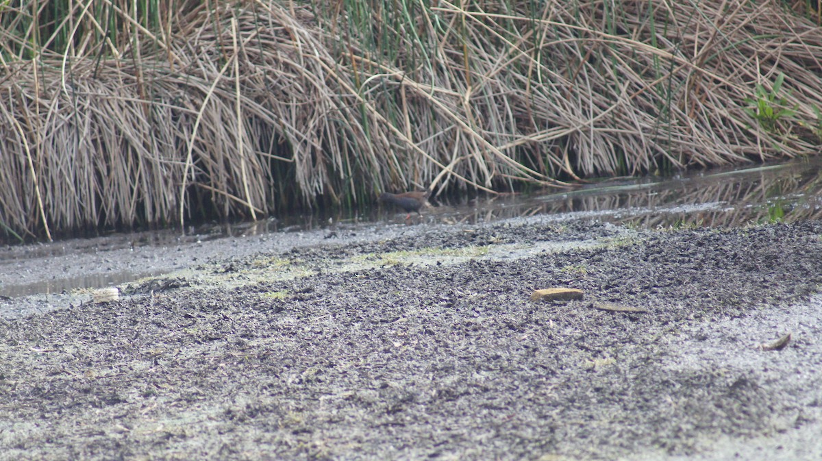 Spotless Crake - ML642696420