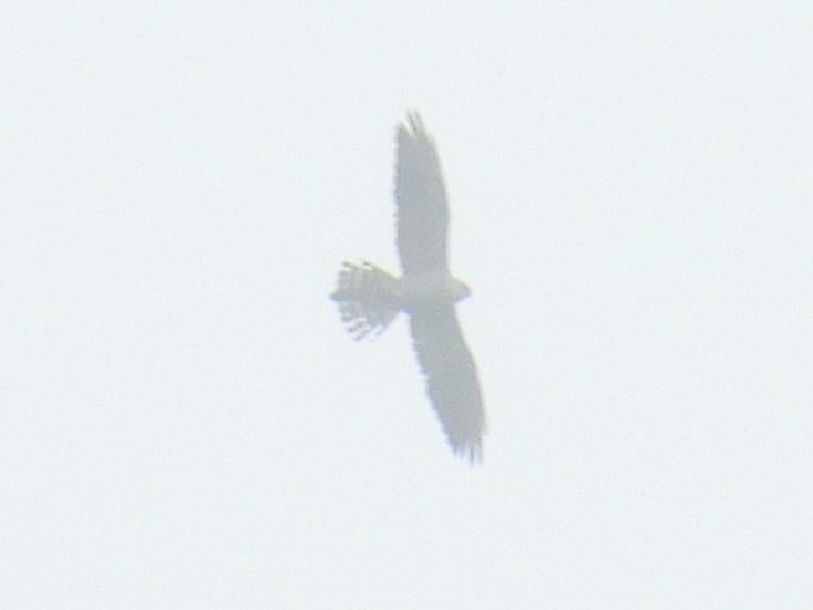 Mississippi Kite - ML642696421