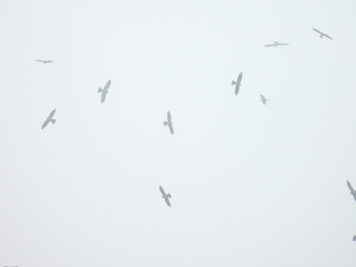 Mississippi Kite - ML642696422