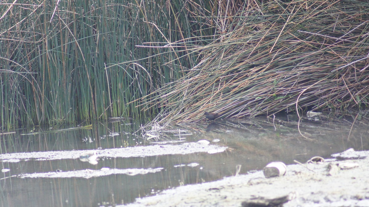Spotless Crake - ML642696423