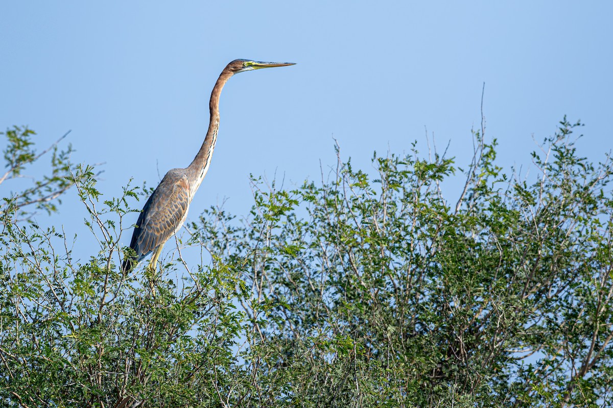 Purple Heron - ML642696424