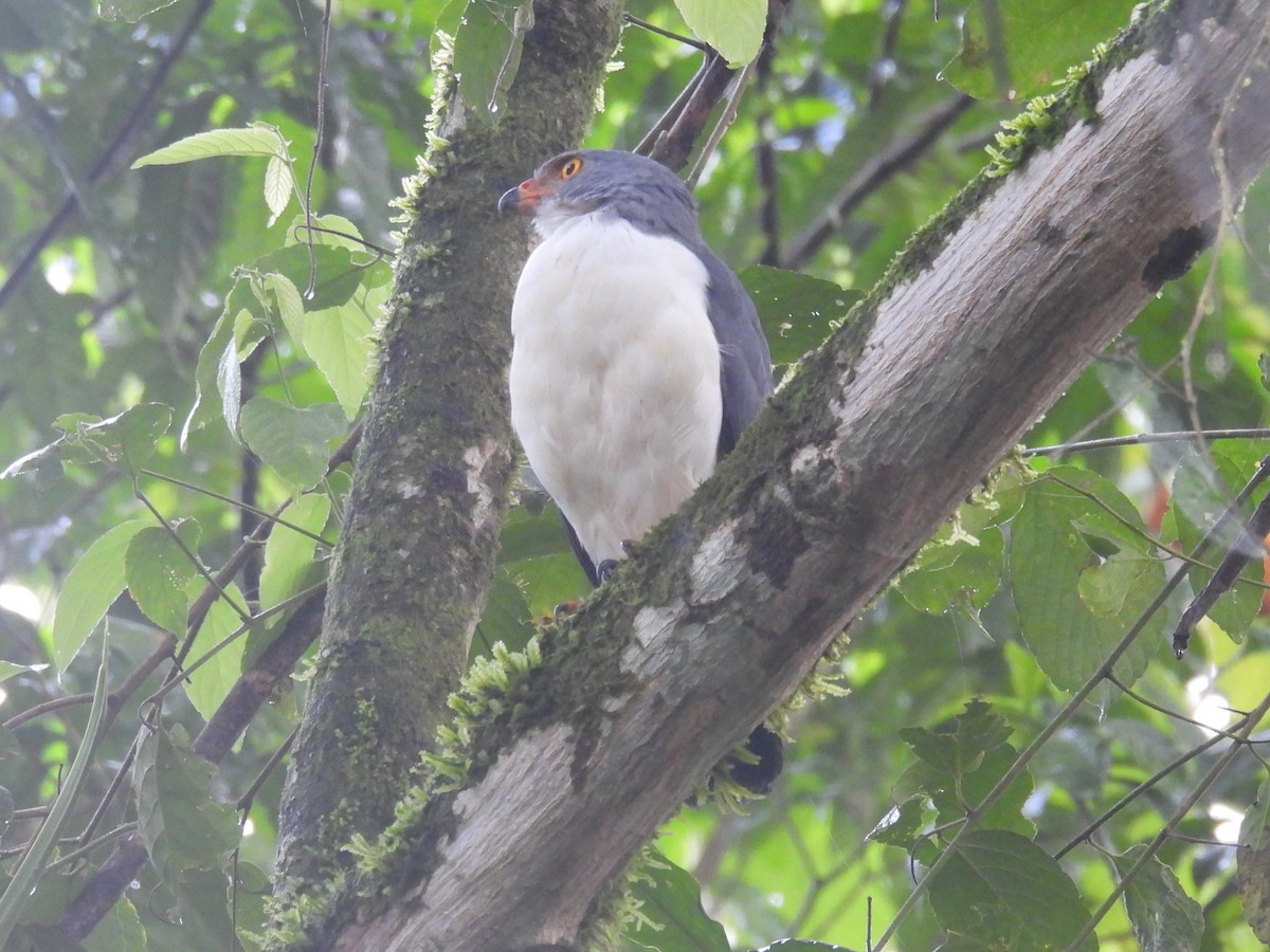 Semiplumbeous Hawk - ML642696425