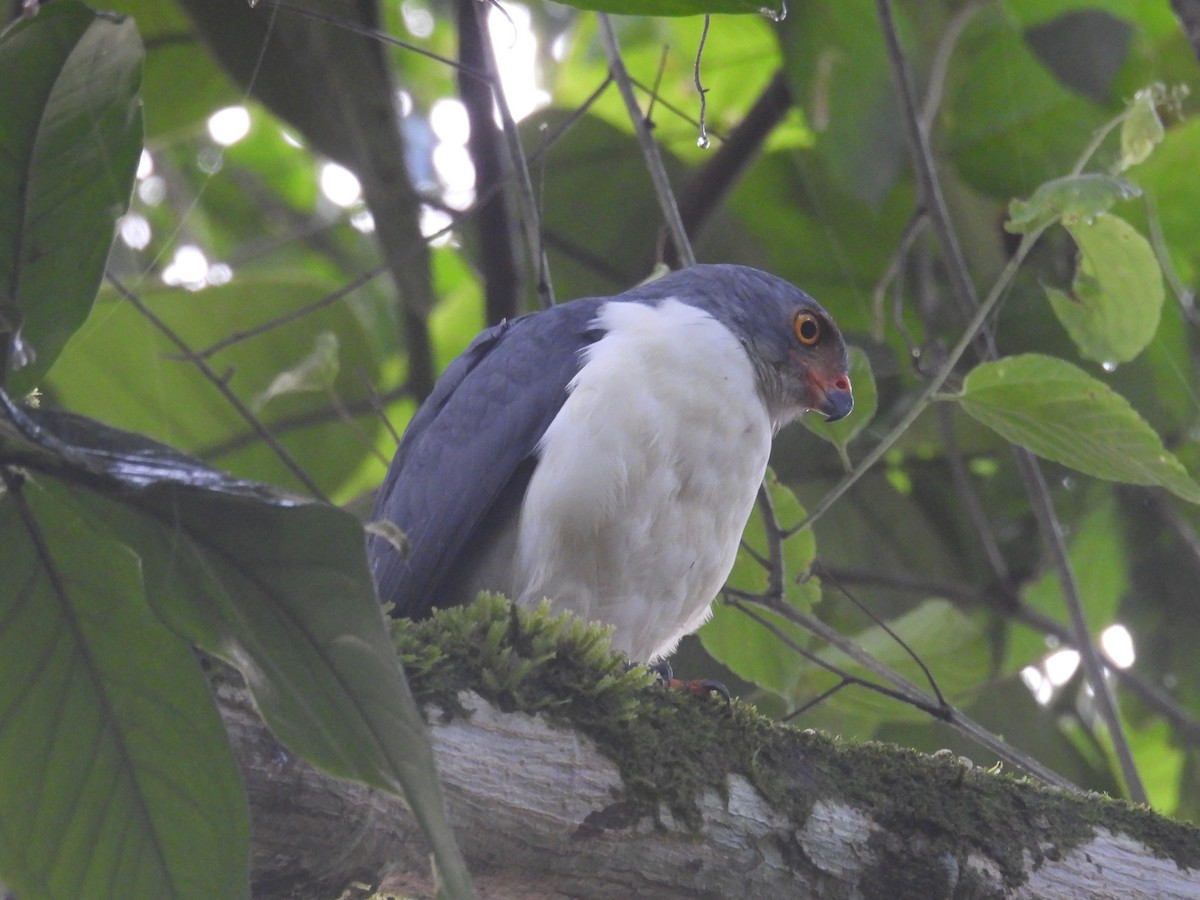 Semiplumbeous Hawk - ML642696426