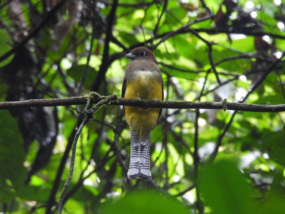Northern Black-throated Trogon - ML642696427