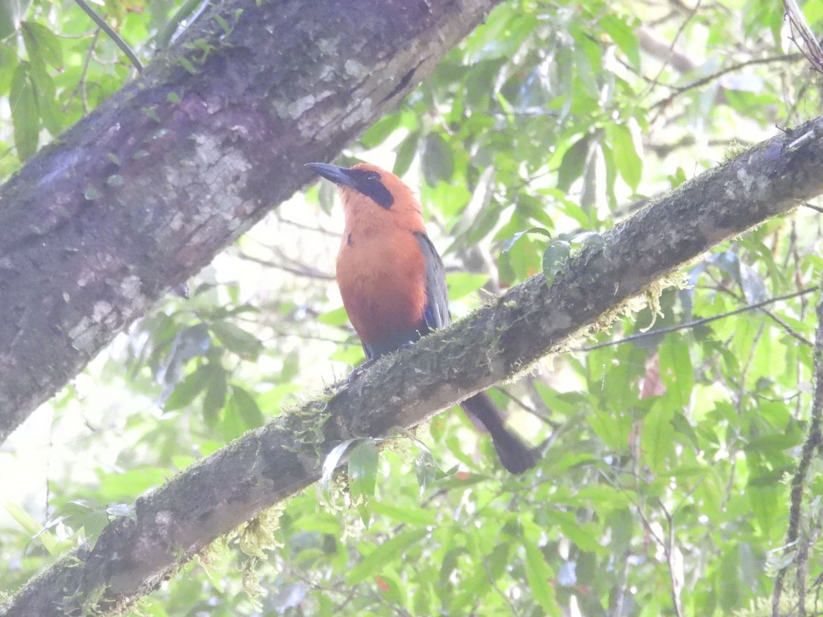 Rufous Motmot - ML642696428