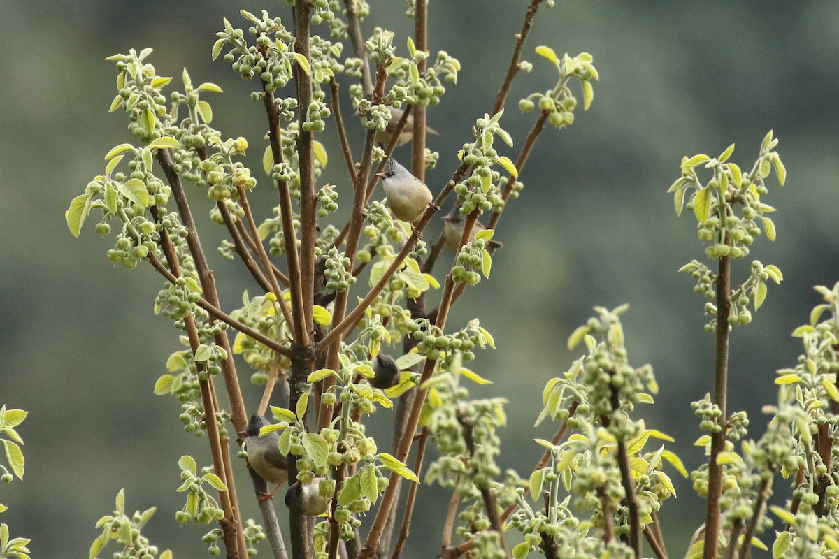Black-chinned Yuhina - ML642696430
