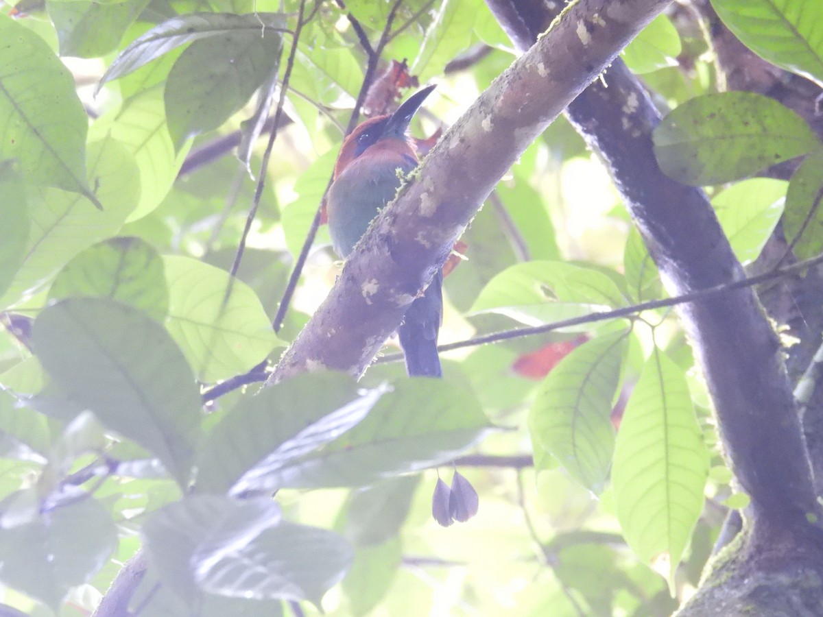 Motmot à bec large - ML642696431