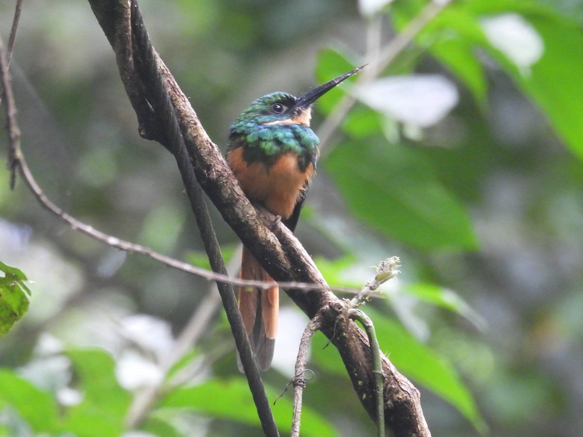 Jacamar à queue rousse - ML642696434