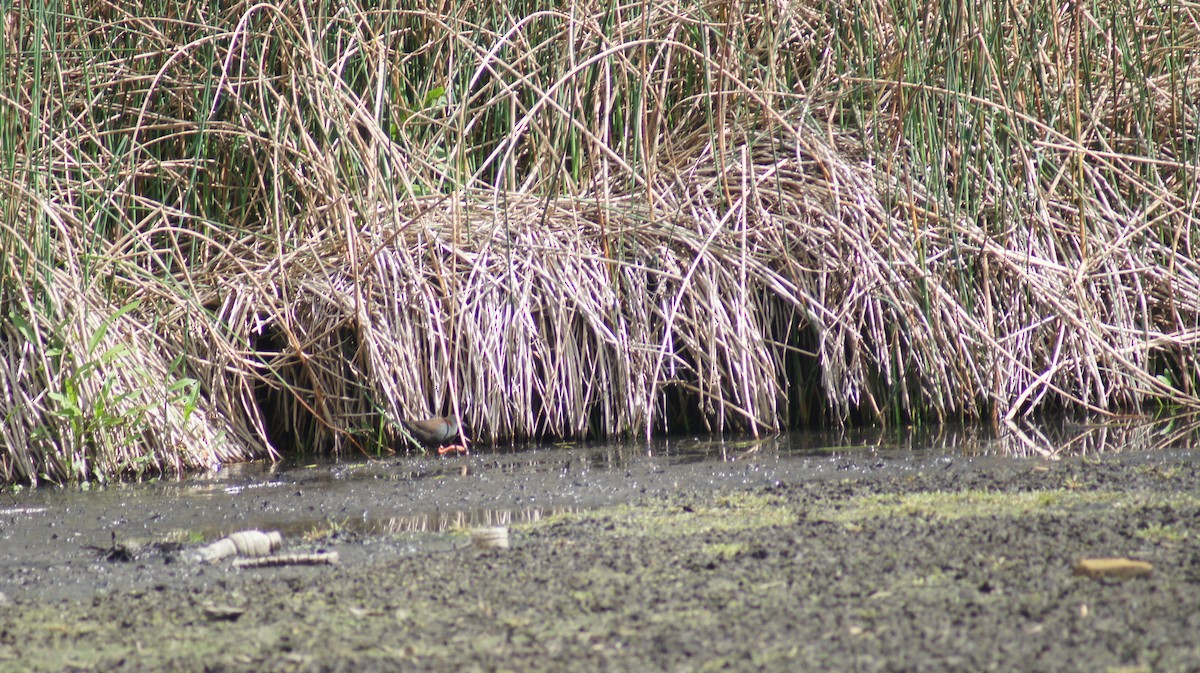 Spotless Crake - ML642696437