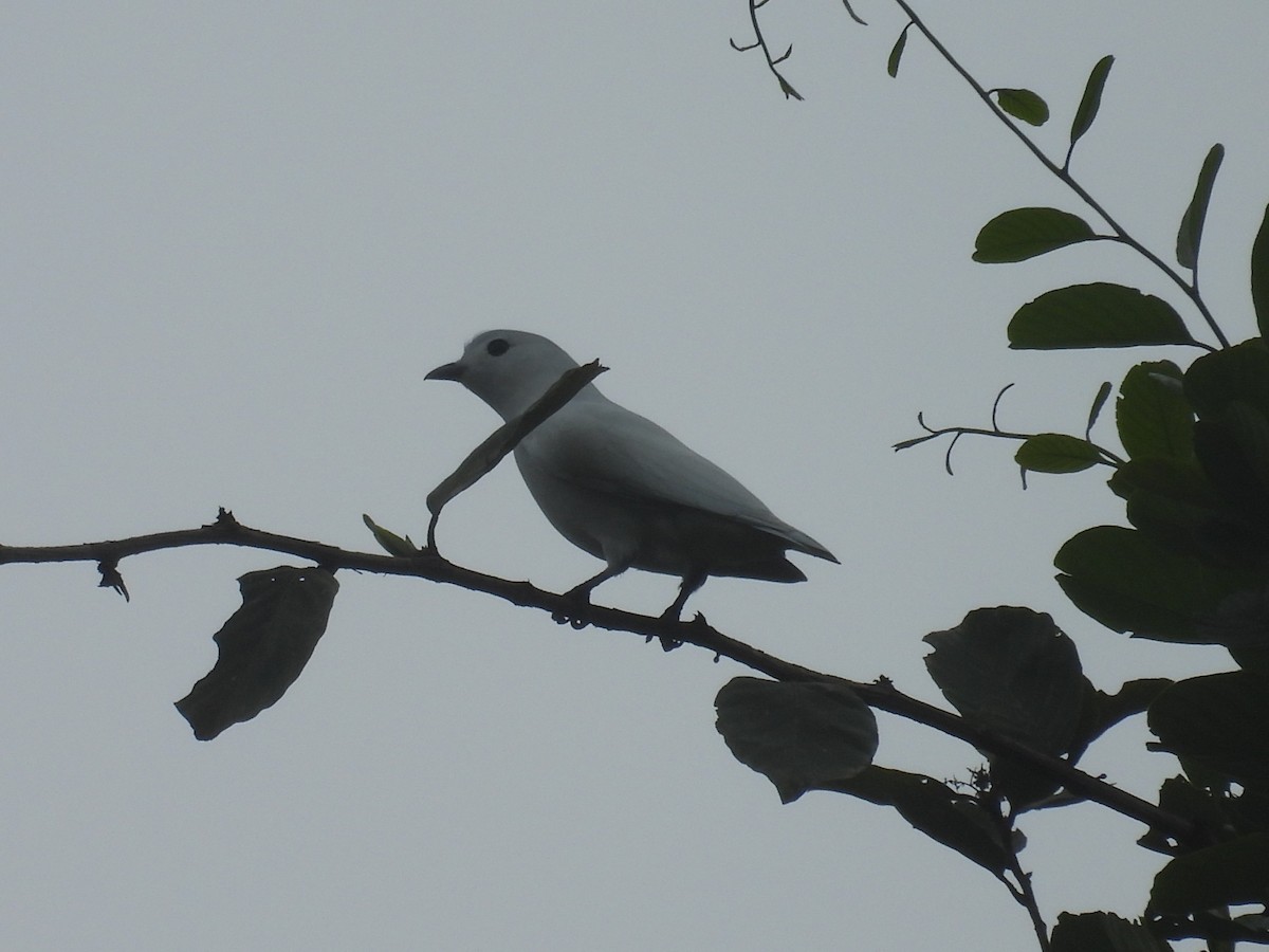Cotinga neigeux - ML642696438