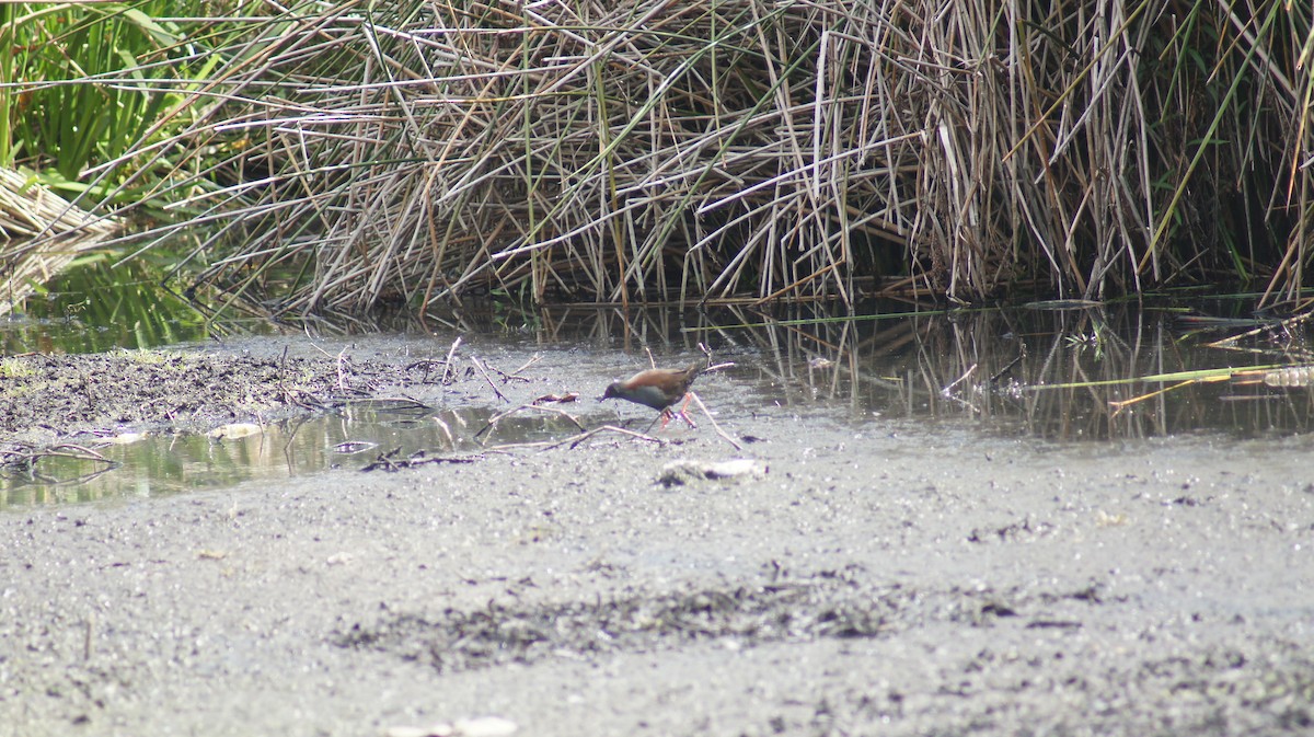 Spotless Crake - ML642696442