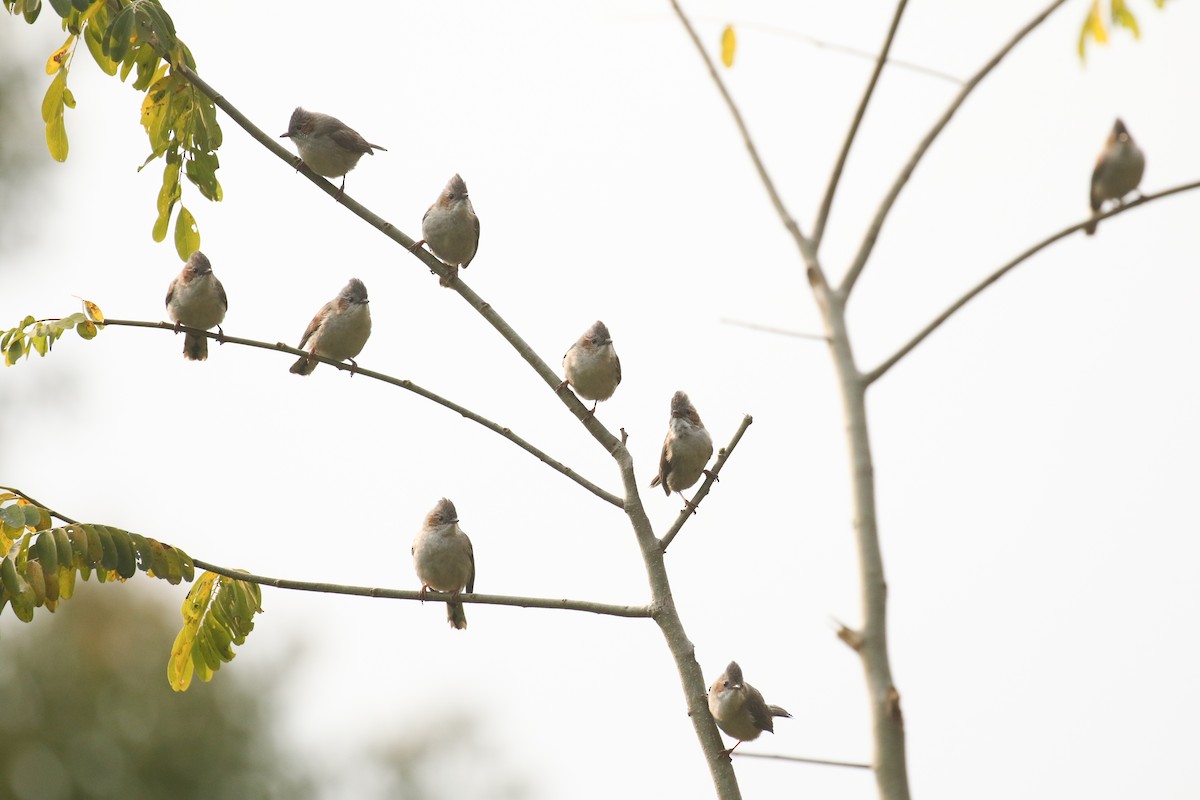 Yuhina à tête marron - ML642696446