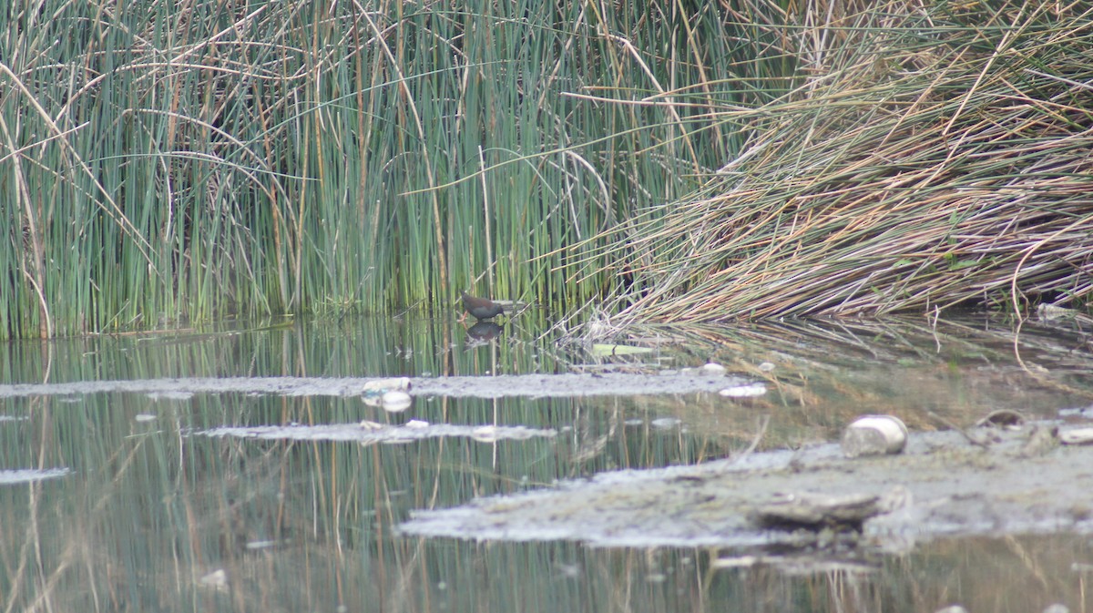 Spotless Crake - ML642696447