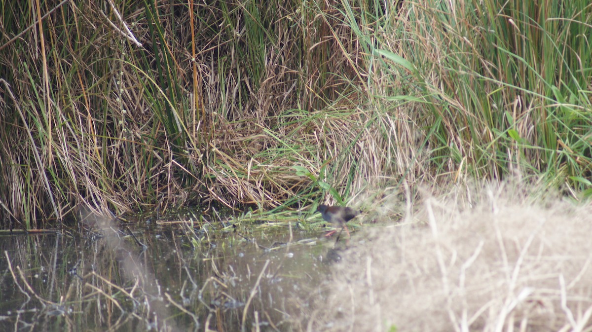 Spotless Crake - ML642696456