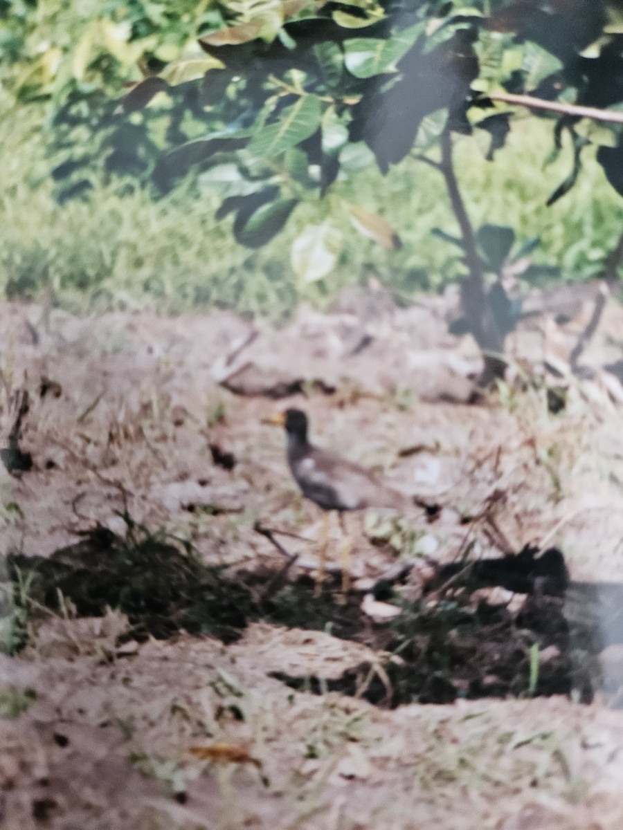 Vanneau du Sénégal - ML642696463