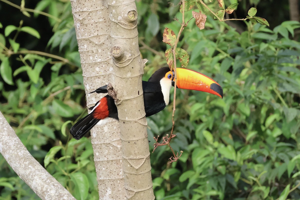 Toucan toco - ML642696467