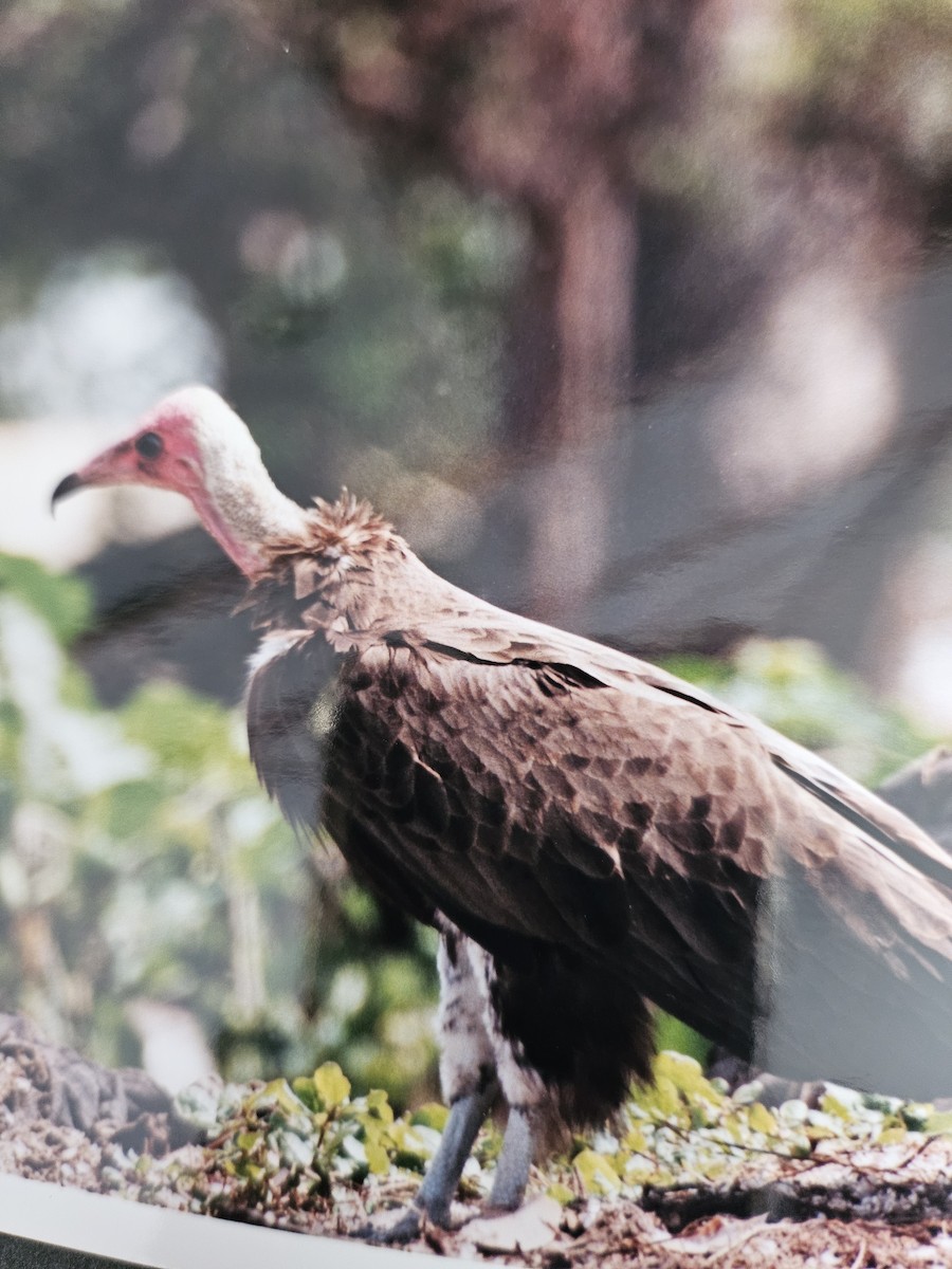Vautour charognard - ML642696481
