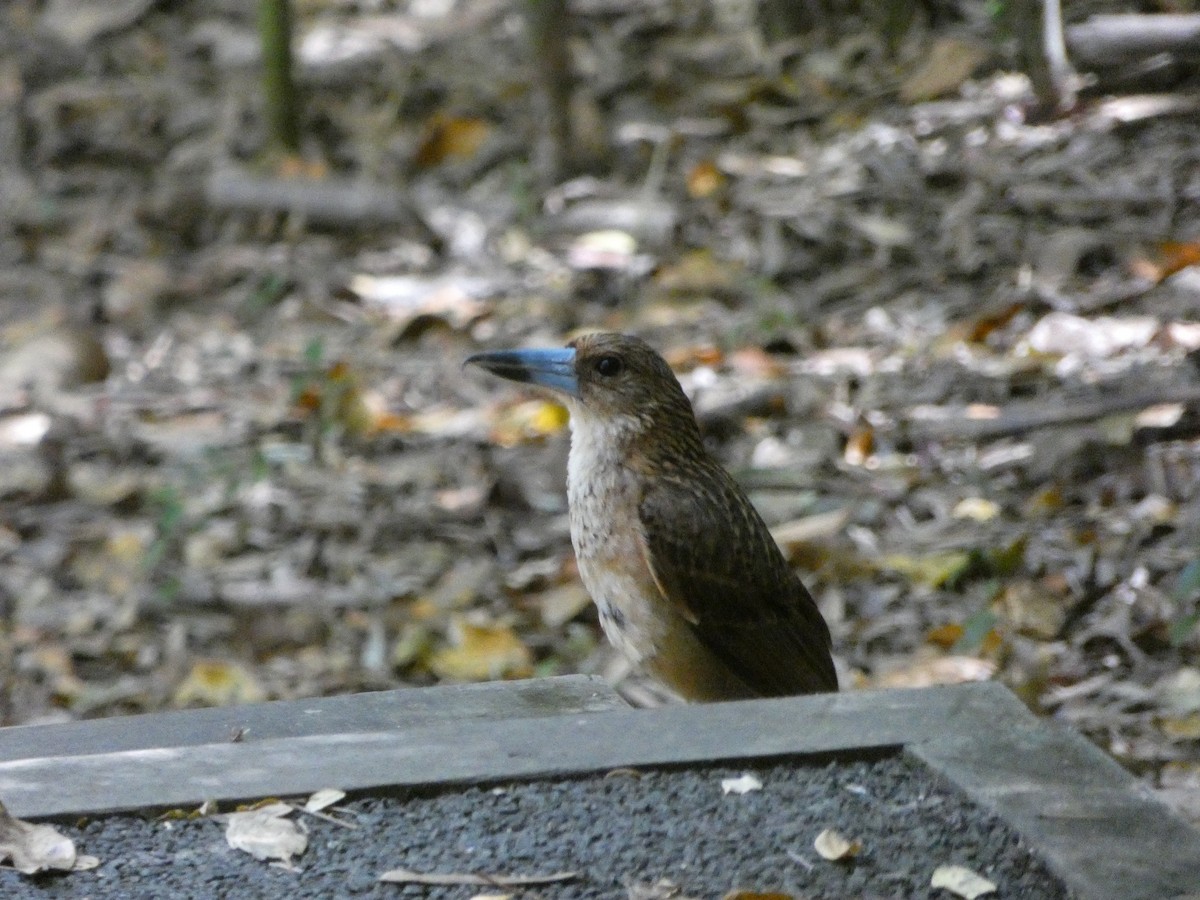 Black Butcherbird - ML642696509