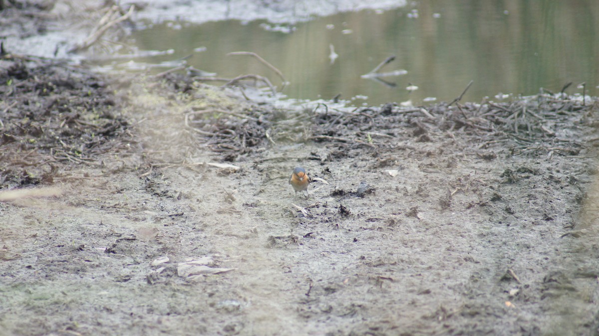 Welcome Swallow - ML642696510