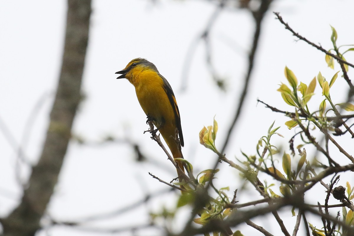 Scarlet Minivet - ML642696511