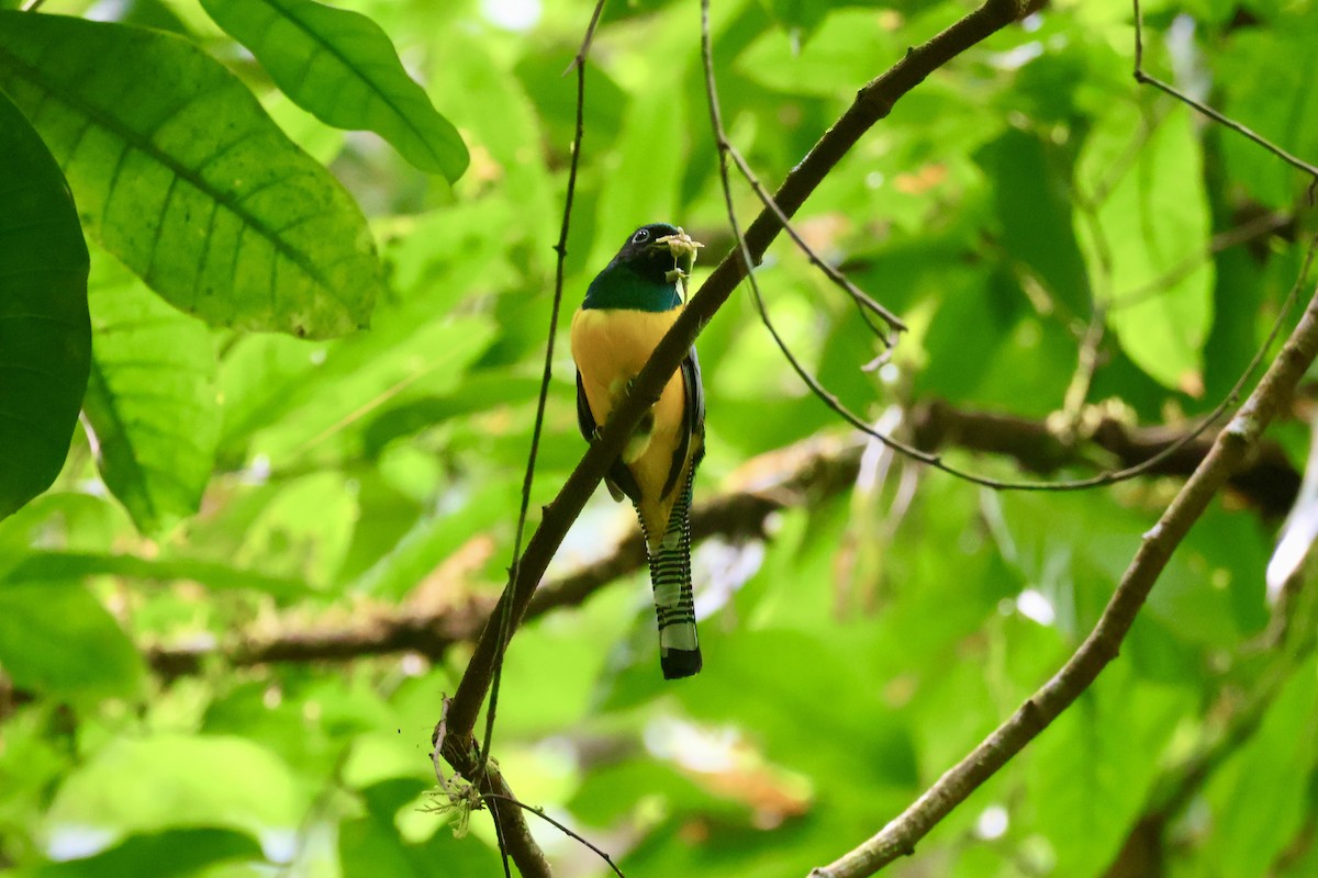 Gartered Trogon - ML642696513
