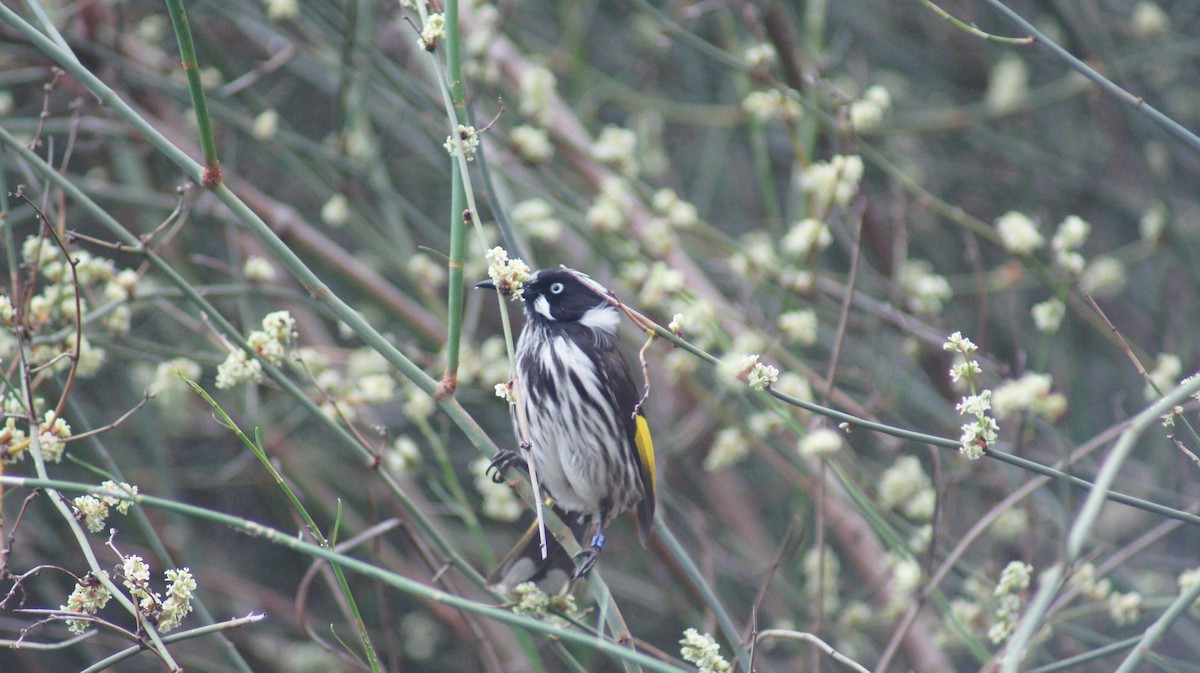 New Holland Honeyeater - ML642696514
