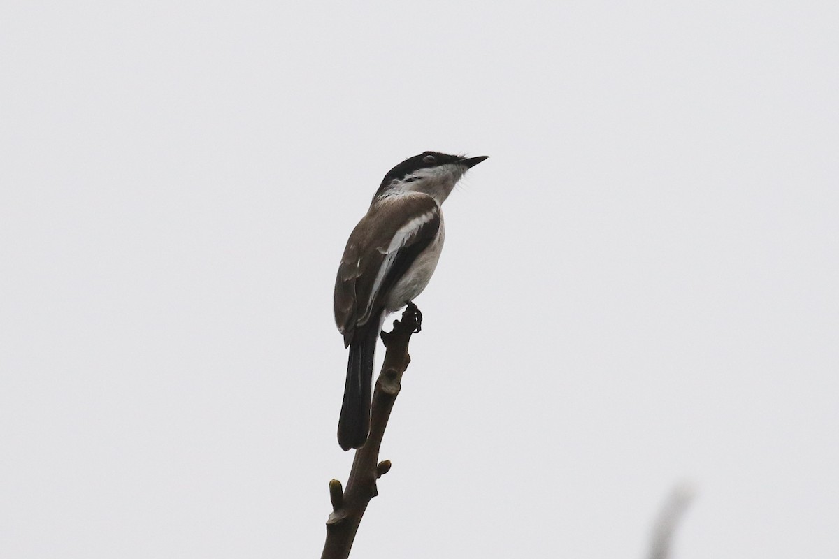 Bar-winged Flycatcher-shrike - ML642696516