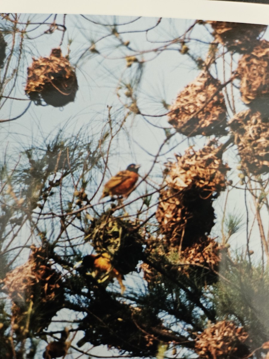 Village Weaver - ML642696518
